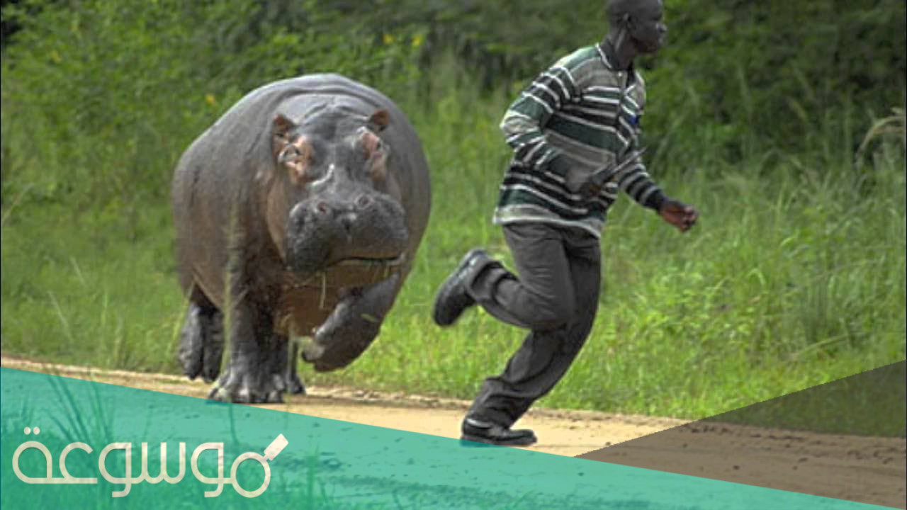 هل فرس النهر سريع