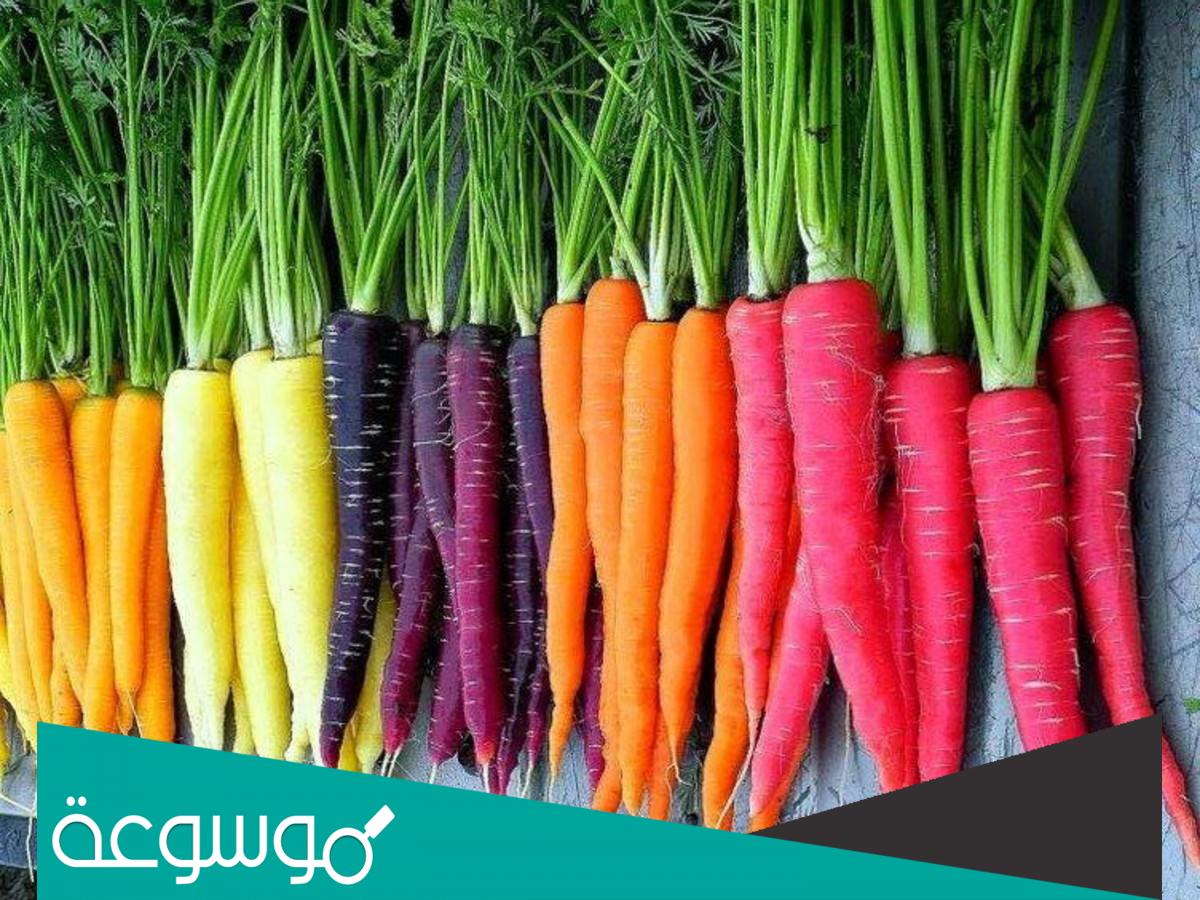 تفسير حلم رؤية الجزر في المنام حسب تفسير ابن سيرين والإمام النابلسي