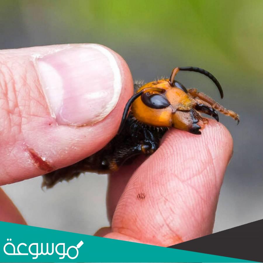 تفسير رؤية الدبور في المنام حسب تفسير ابن سيرين والنابلسي