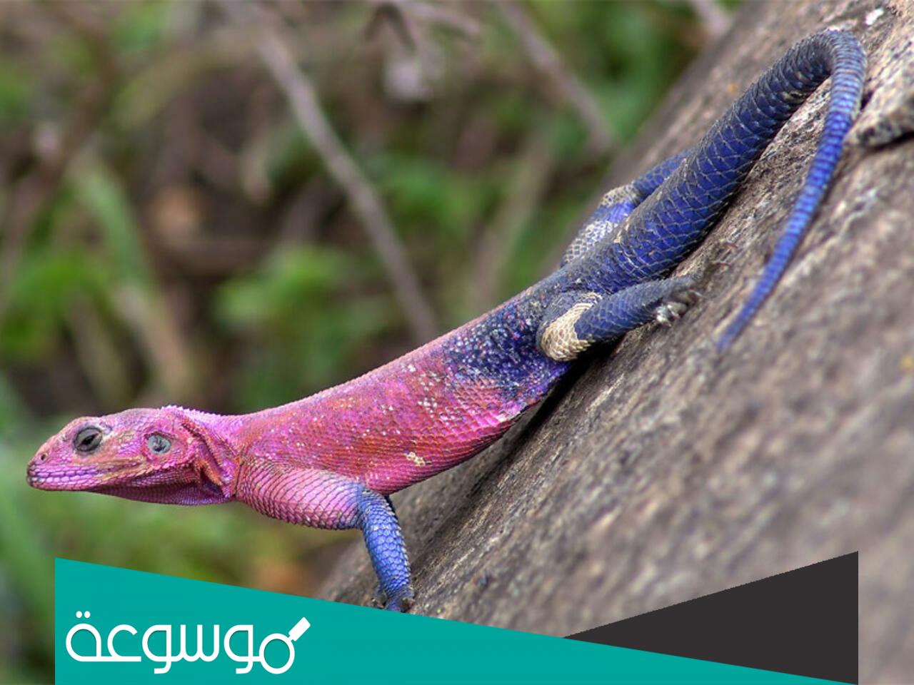 تفسير رؤية سحلية في المنام حسب تفسير ابن سيرين