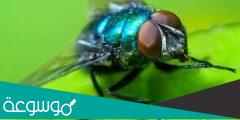 سبب وجود الذباب الأزرق عند القبر وما هو الذباب الأزرق