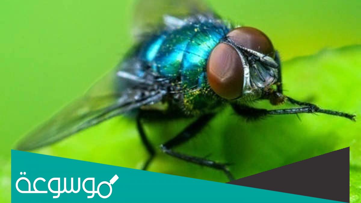 سبب وجود الذباب الأزرق عند القبر