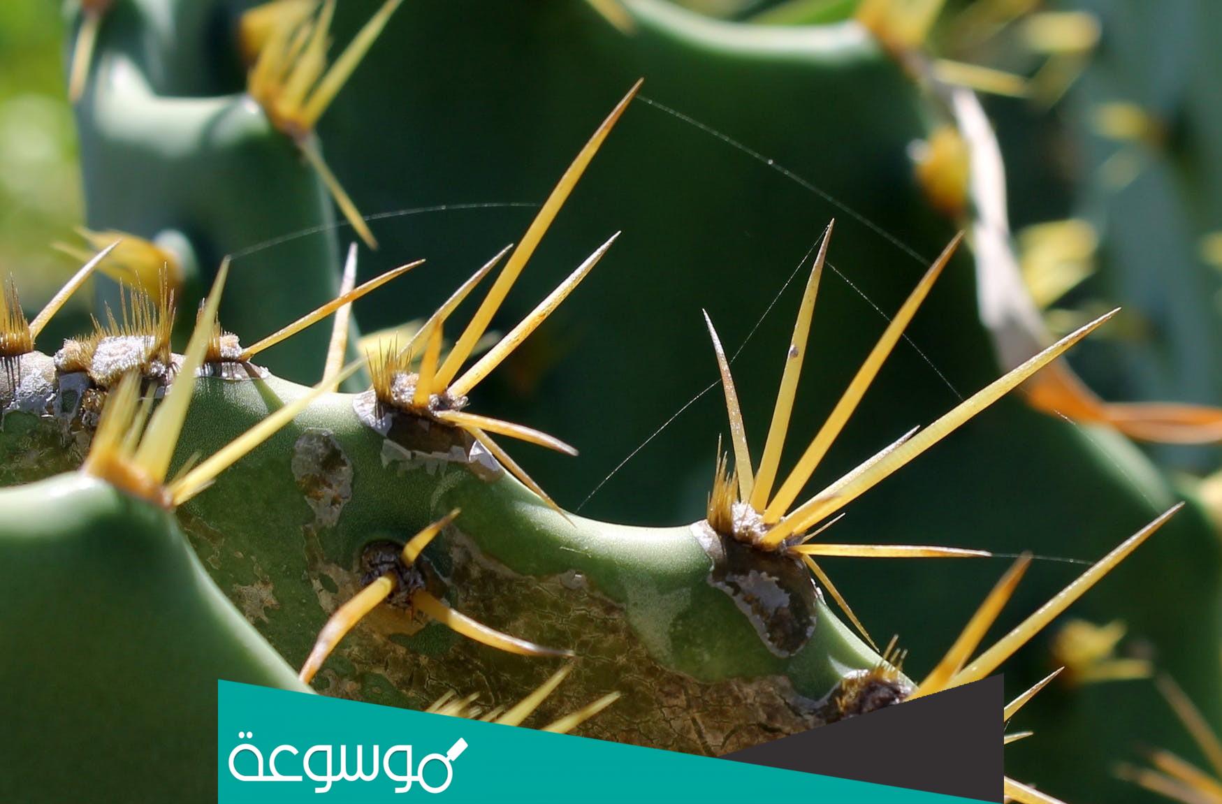 تفسير رؤية الشوك في المنام حسب تفسير ابن سيرين والنابلسي