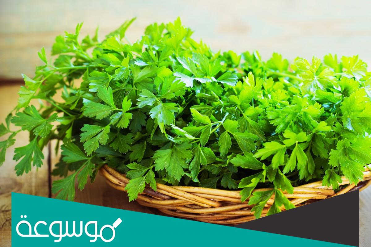 أهم فوائد شرب البقدونس على الريق