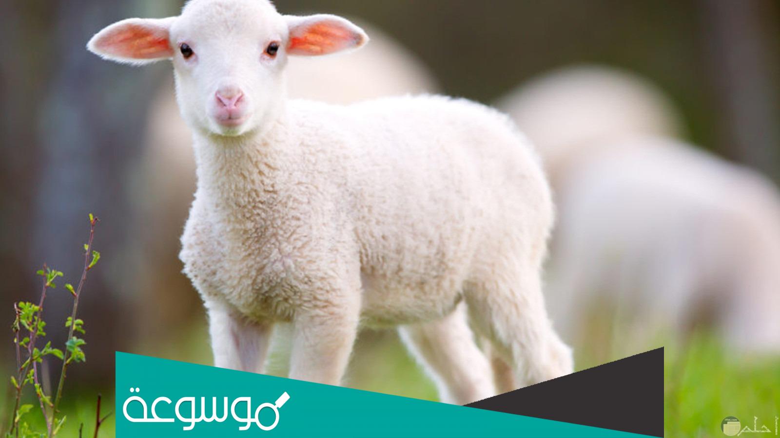 تفسير رؤية الخروف الصغير في المنام حسب تفسير ابن سيرين