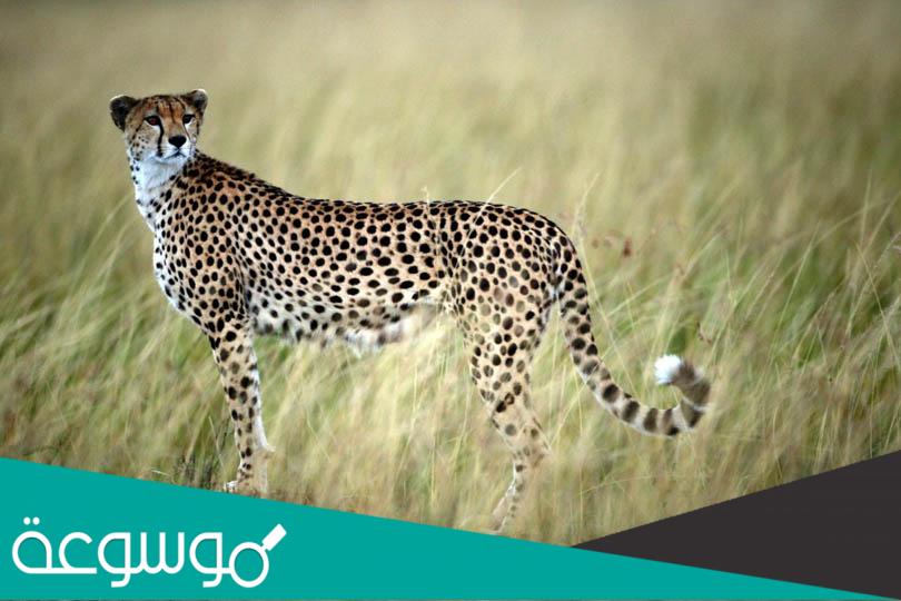 اسباب ارتفاع معدل انقراض الحيوانات في العالم