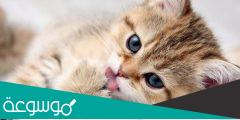 اسماء قطط ذكور ومعانيها 2022