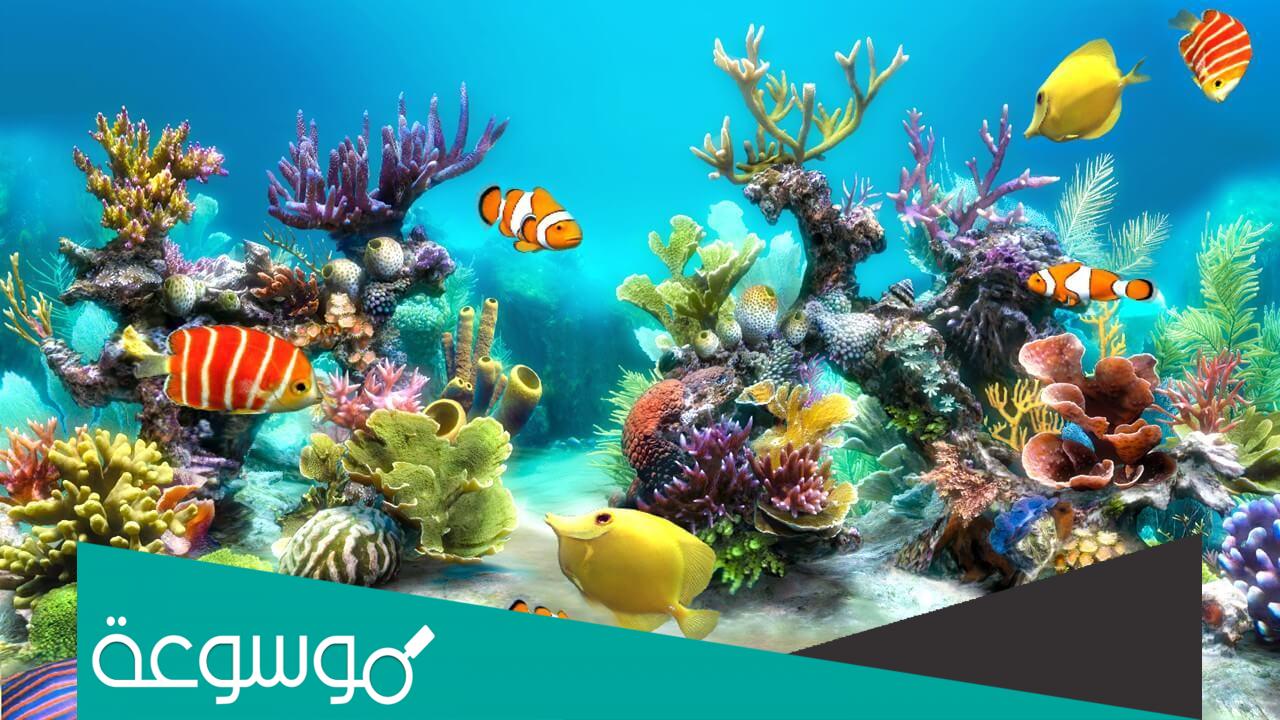 لماذا استجابت الكائنات البحرية لحضور الاجتماع