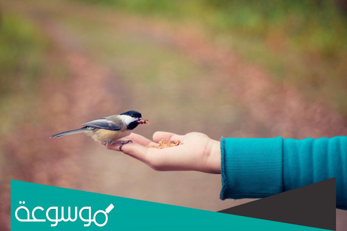 تفسير الطير في المنام للعزباء ومختلف الحالات