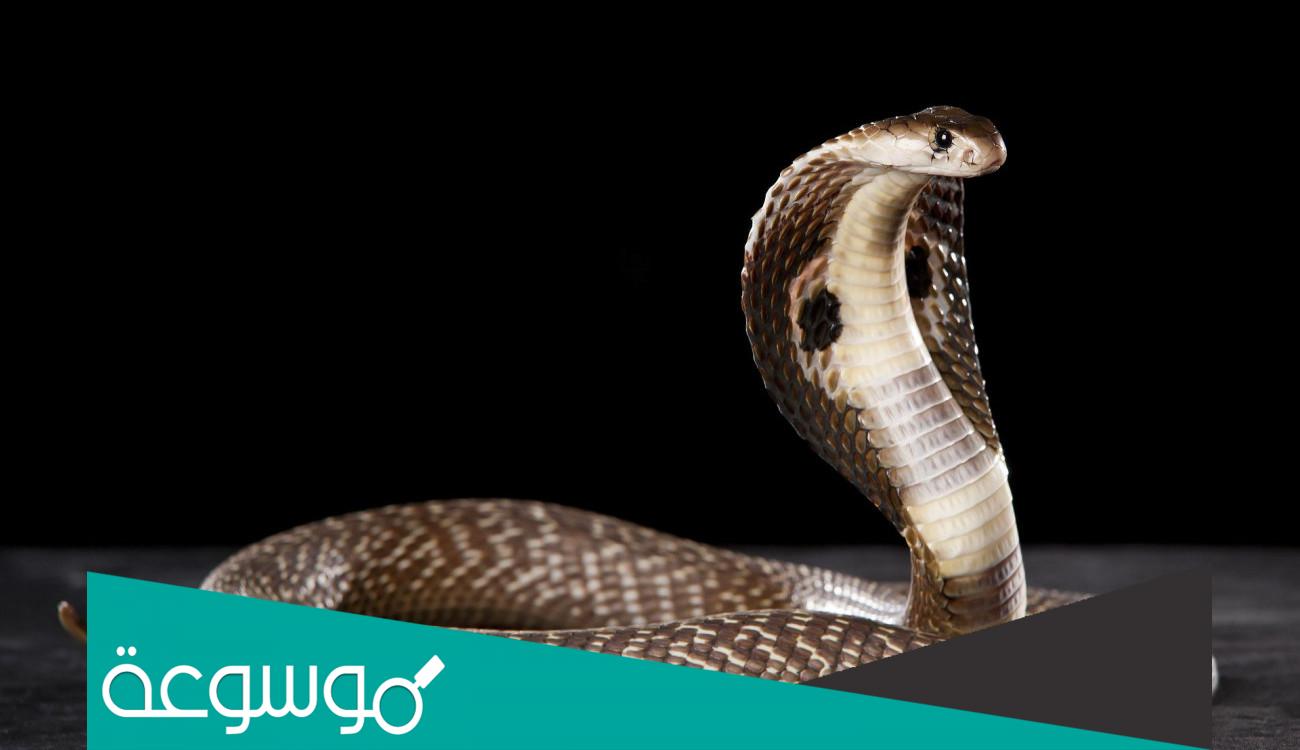 تفسير رؤية الثعبان في المنام تفسير اين سيرين وغيره من المفرين