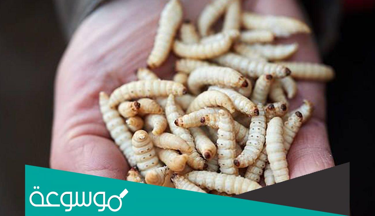 تفسير رؤية الدود في المنام حسب تفسير ابن سيرين