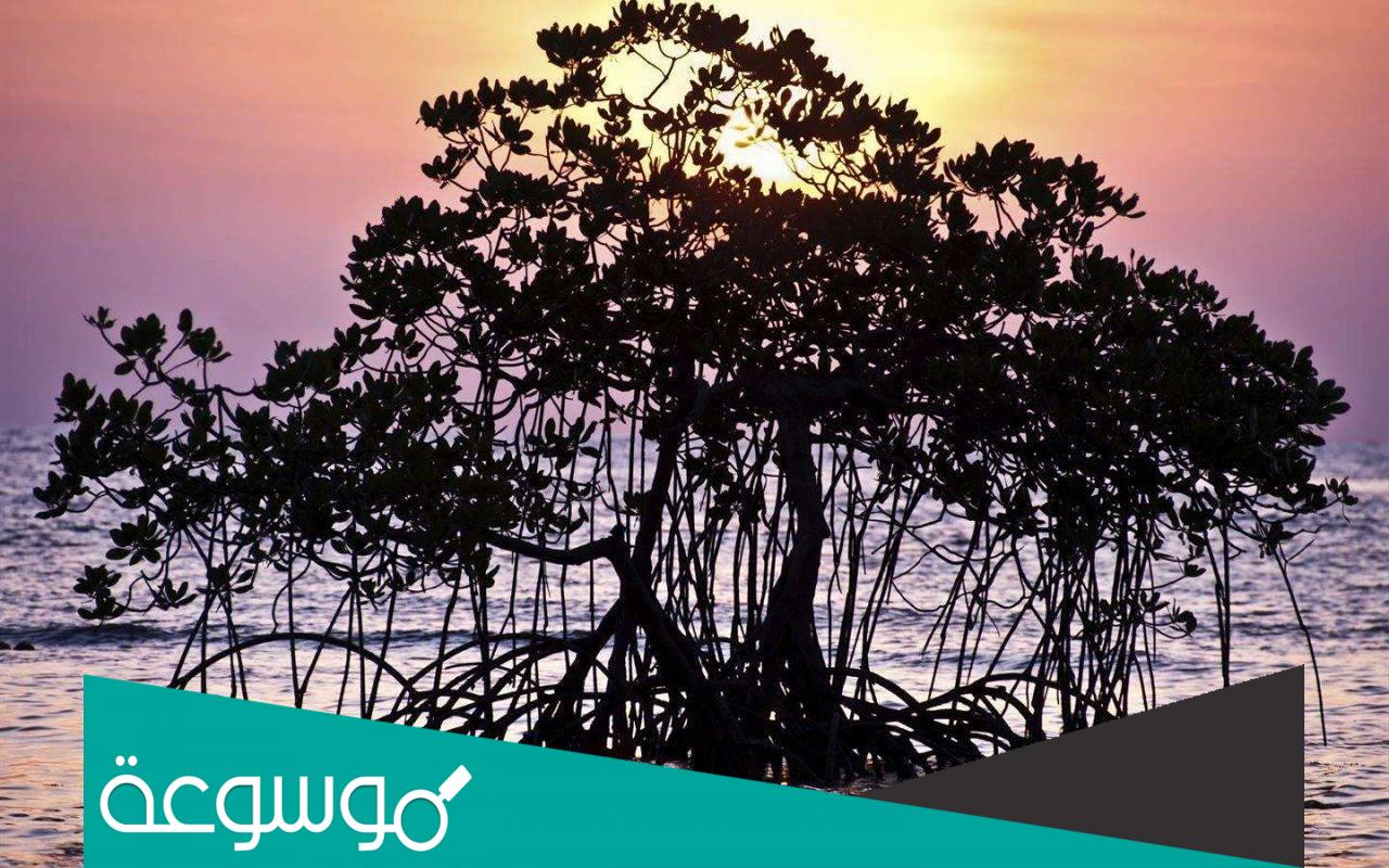 تكيف شجرة المنجروف مع بيئتها