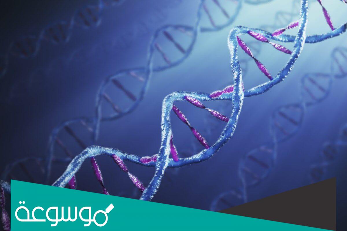 تنتقل الشفرة الخاصة بصنع البروتين إلى الرايبوسومات بواسطة ماذا