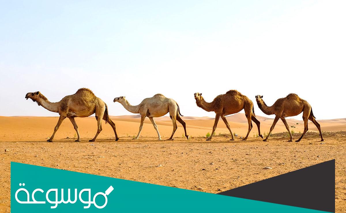 جدول المزاين 1443 المواعيد الجديدة بعد التحديث