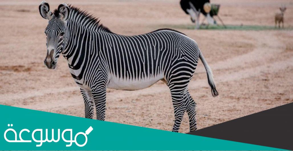 حجز تذاكر رحلة سفاري الرياض