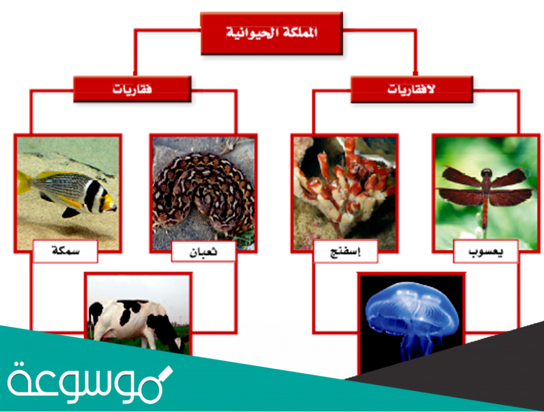 ما هي خصائص الفقاريات واللافقاريات