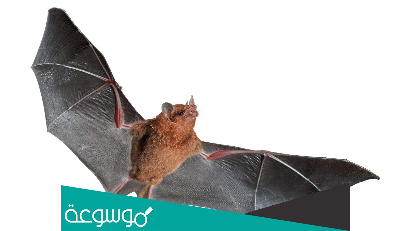 طائر الخفاش يلد ام يبيض