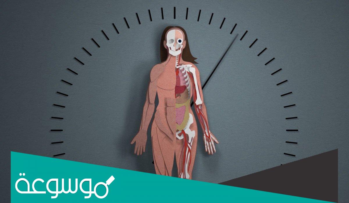 ما هي طرق حساب العمر الجسدي بدقة