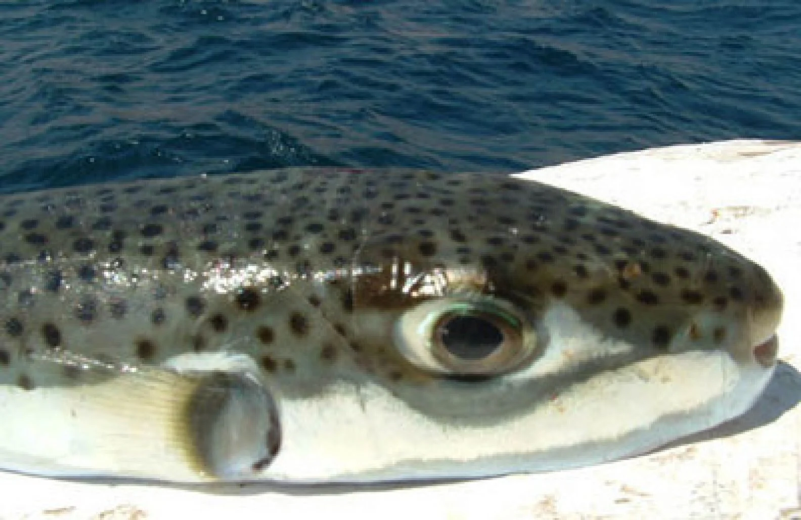 ما هي سمكة الارنب السامة