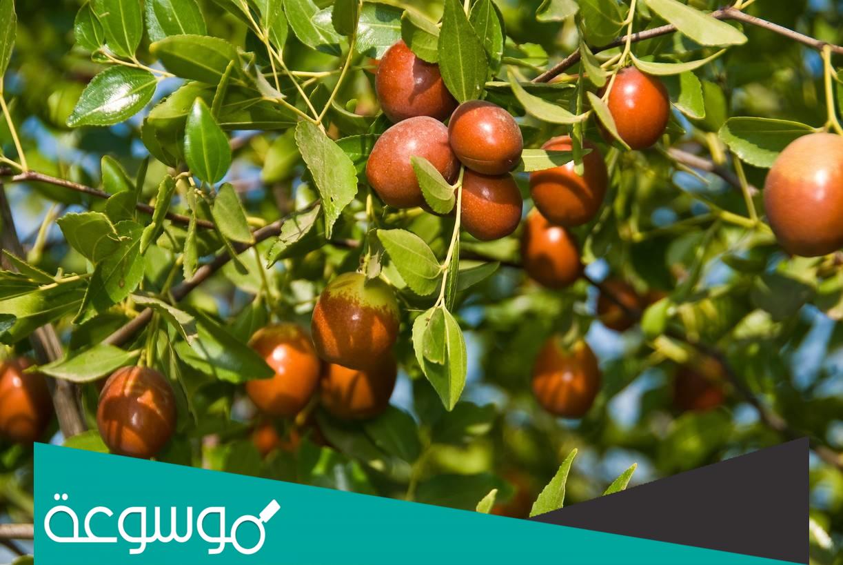 فوائد الزفروف لجسم الإنسان