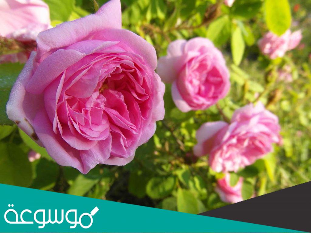 فوائد الورد الجوري