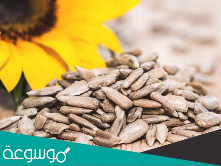 فوائد ومضار بذور دوار الشمس