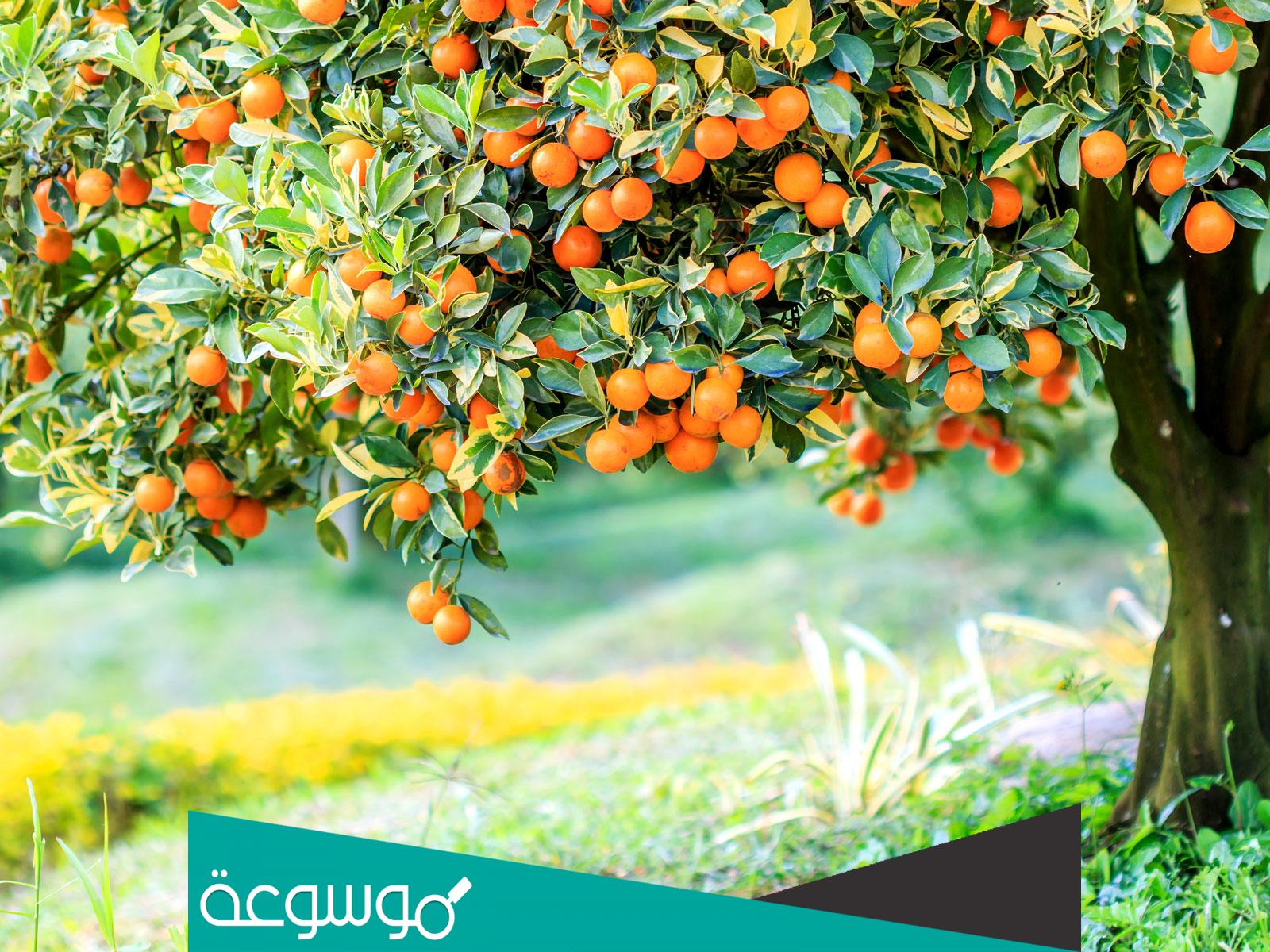 قصة اصحاب الجنة في سورة القلم