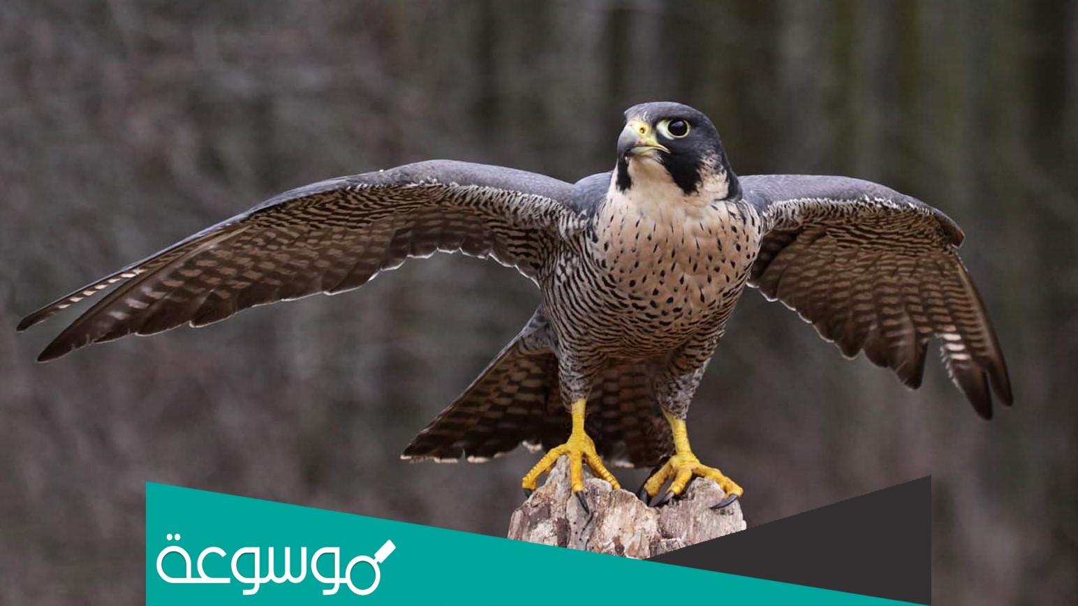 كم سنة يعيش الصقر