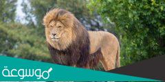 كم يبلغ عدد أسماء الأسد في اللغة العربية