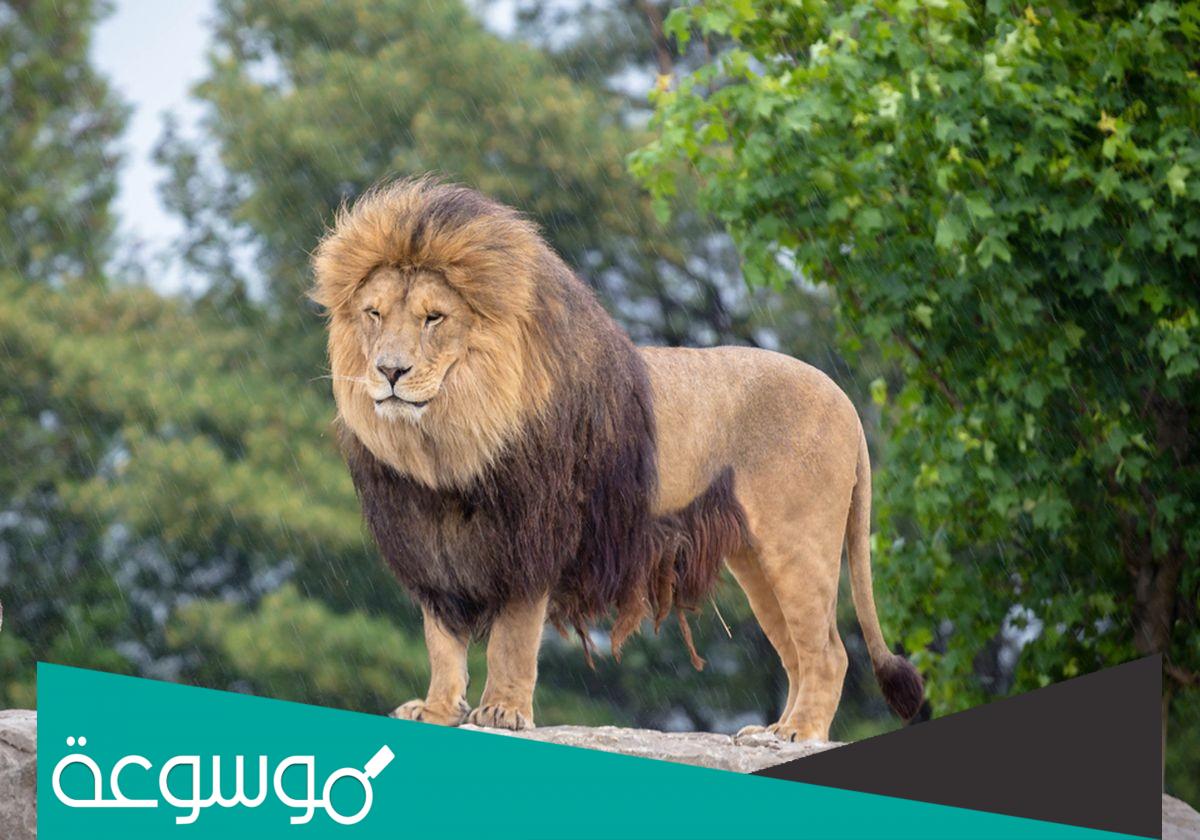 كم يبلغ عدد أسماء الأسد في اللغة العربية