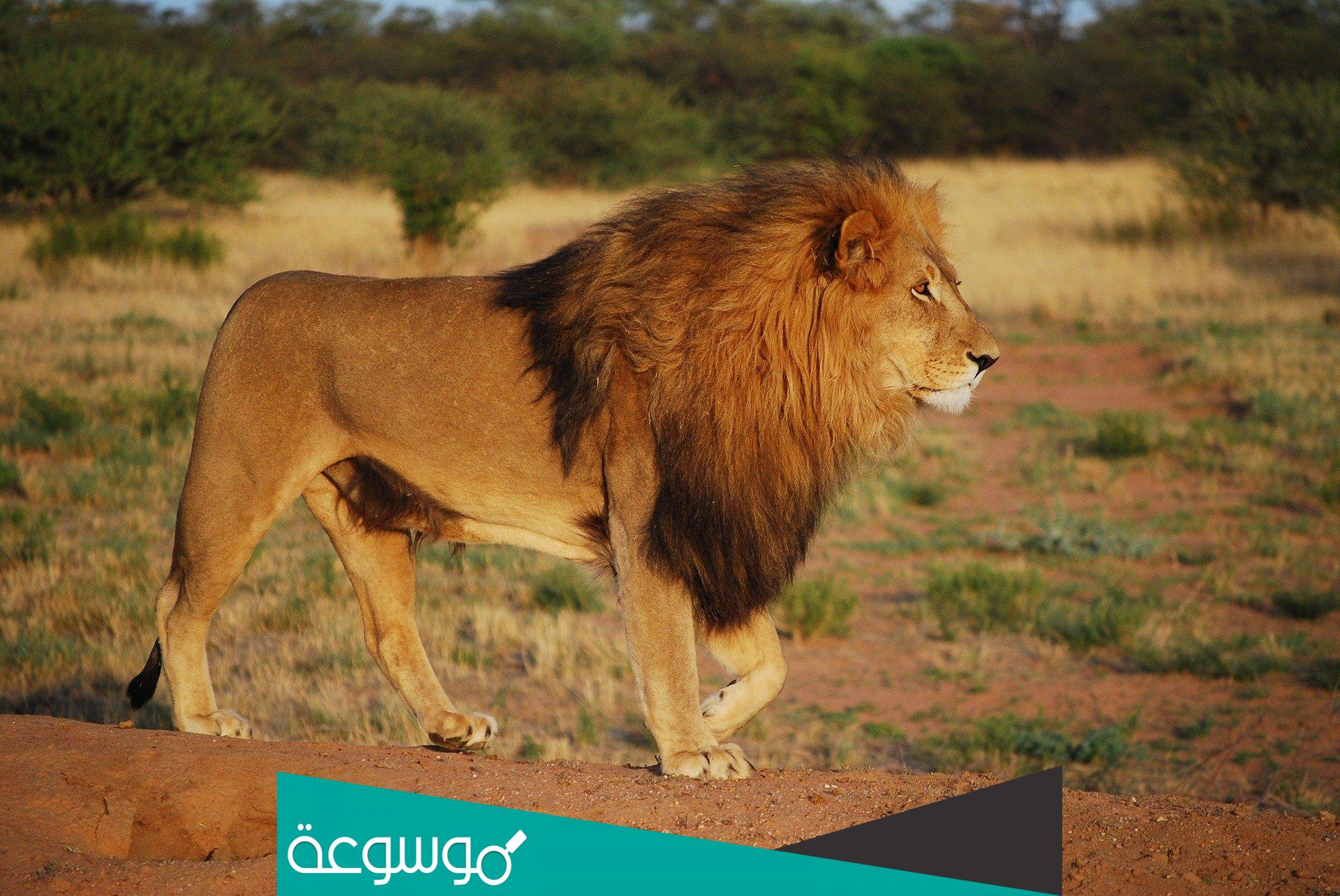 كم يبلغ معدل عمر الاسد