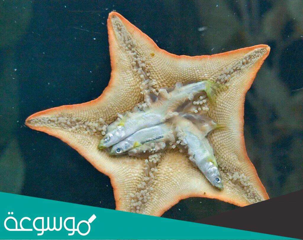 لغز من هو الحيوان الذي بإمكانه إخراج معدته إلى الخارج وإرجاعها