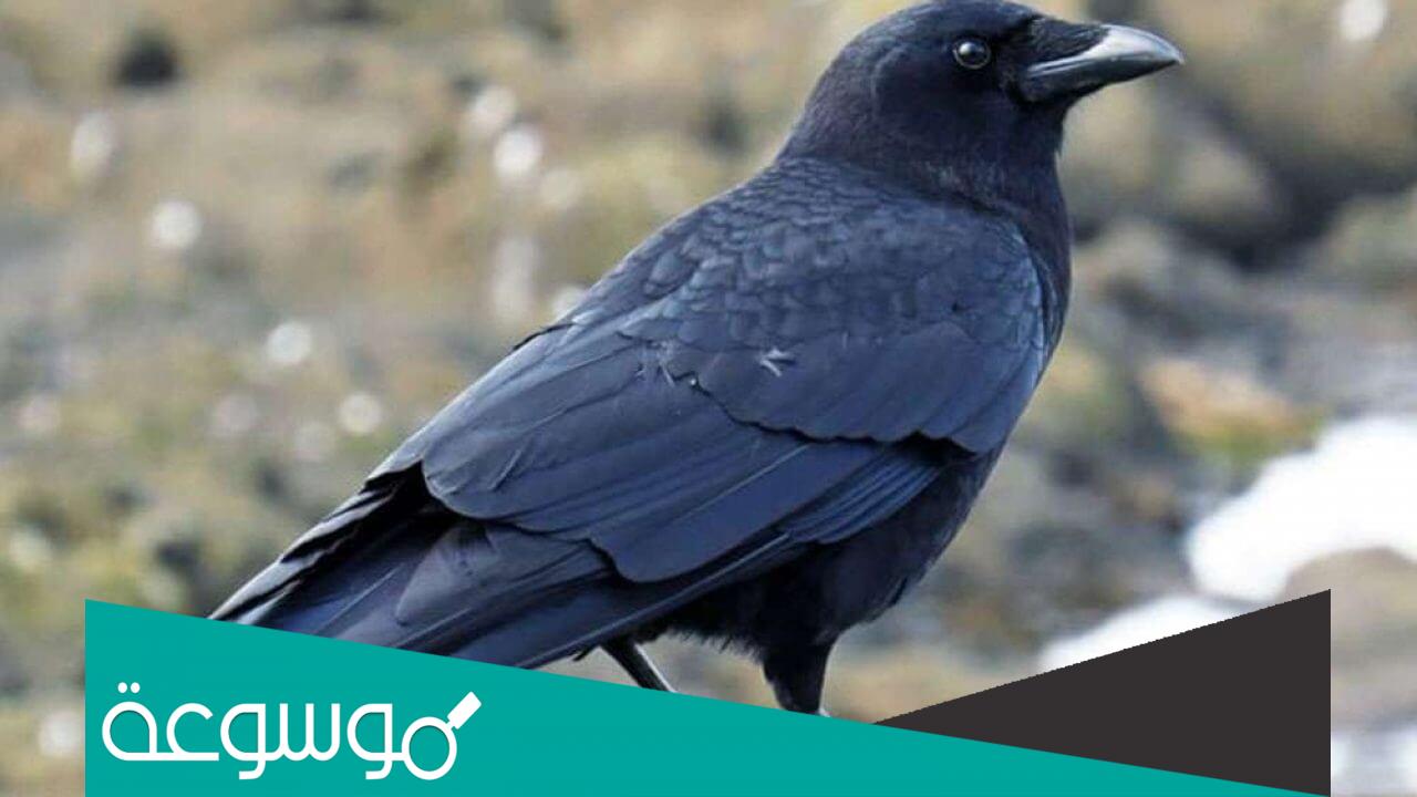 لماذا امر الرسول بقتل الغراب وما الحكمة من ذلك