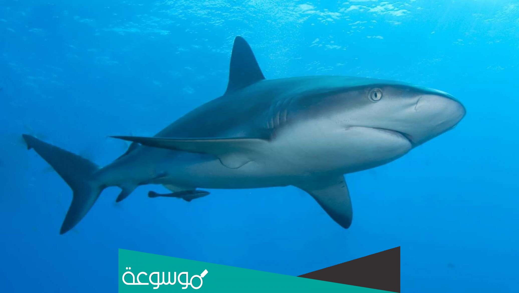 لماذا سميت الاعاور البوابية بهذا الاسم