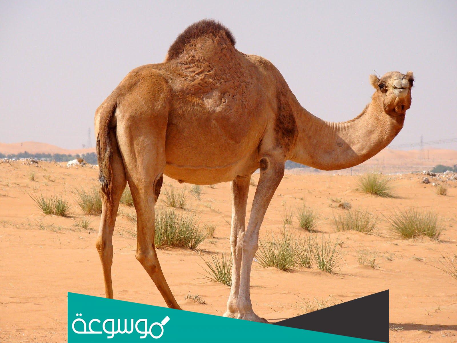 لماذا لا تجوز الصلاه في مبارك الابل