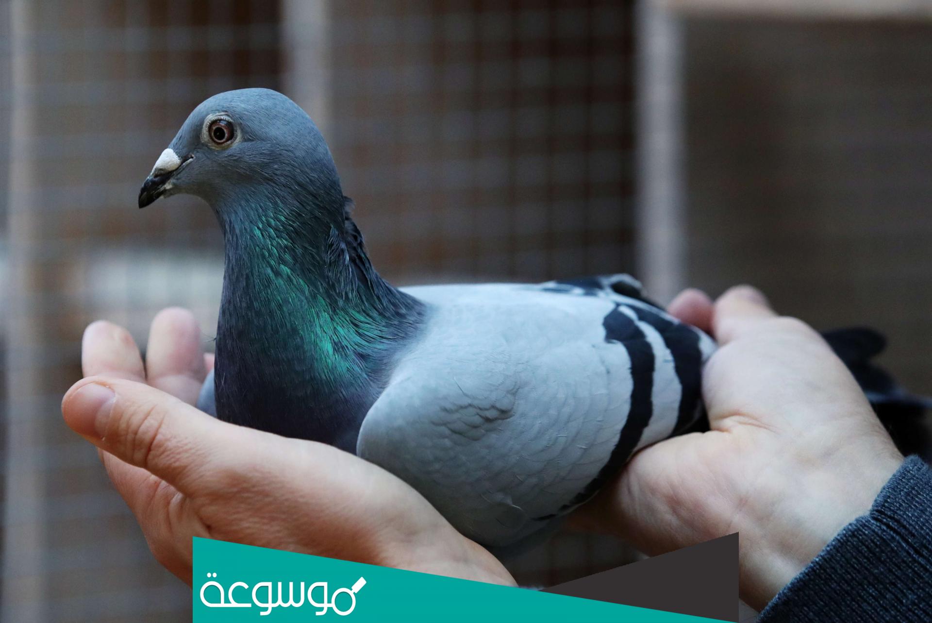 لماذا لا تقبل شهادة مربي الحمام في المحكمه