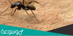 لماذا لا تنبت حبة القمح التي يخزنها النمل تحت الارض