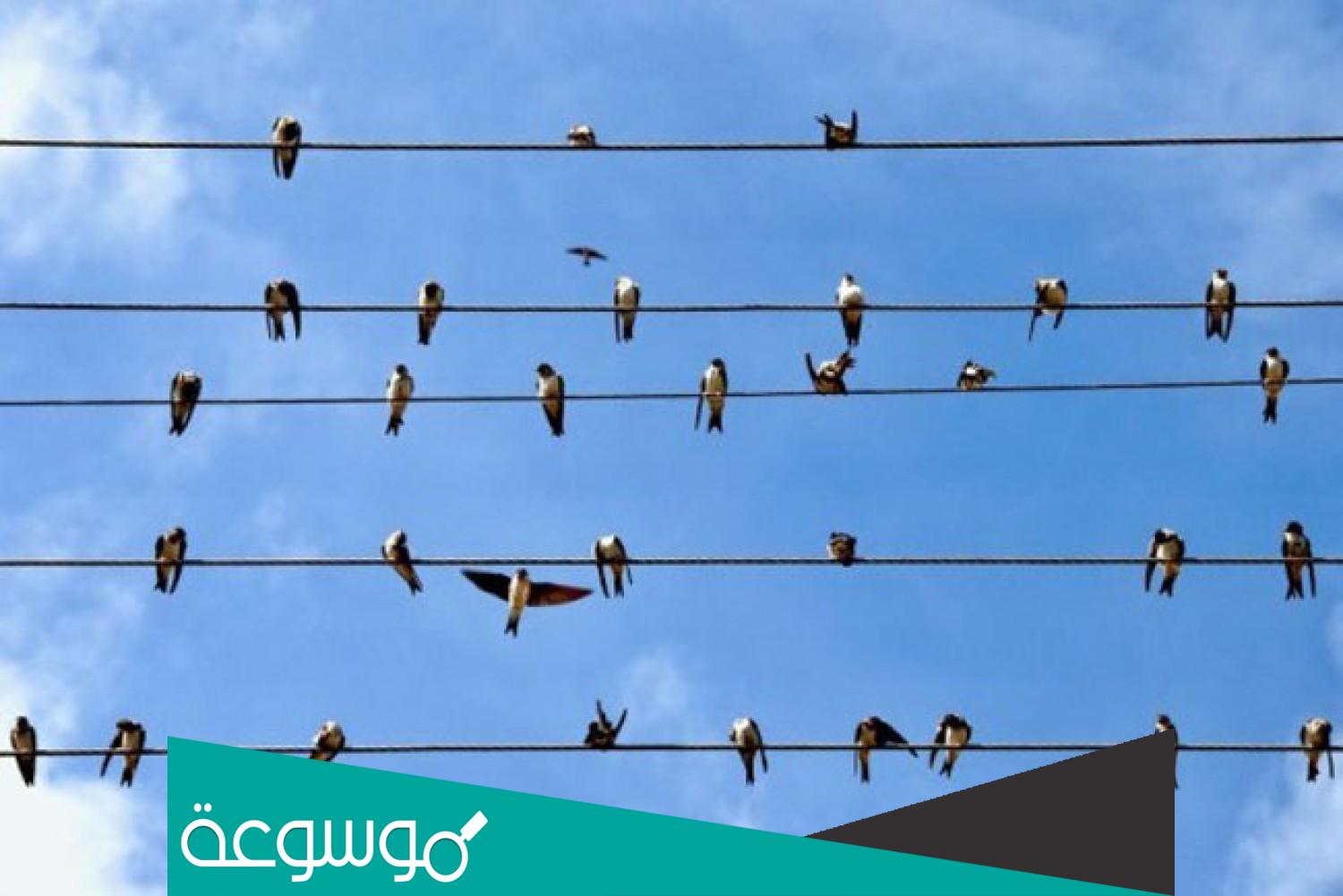 لماذا لا يصعق الطائر بالكهرباء