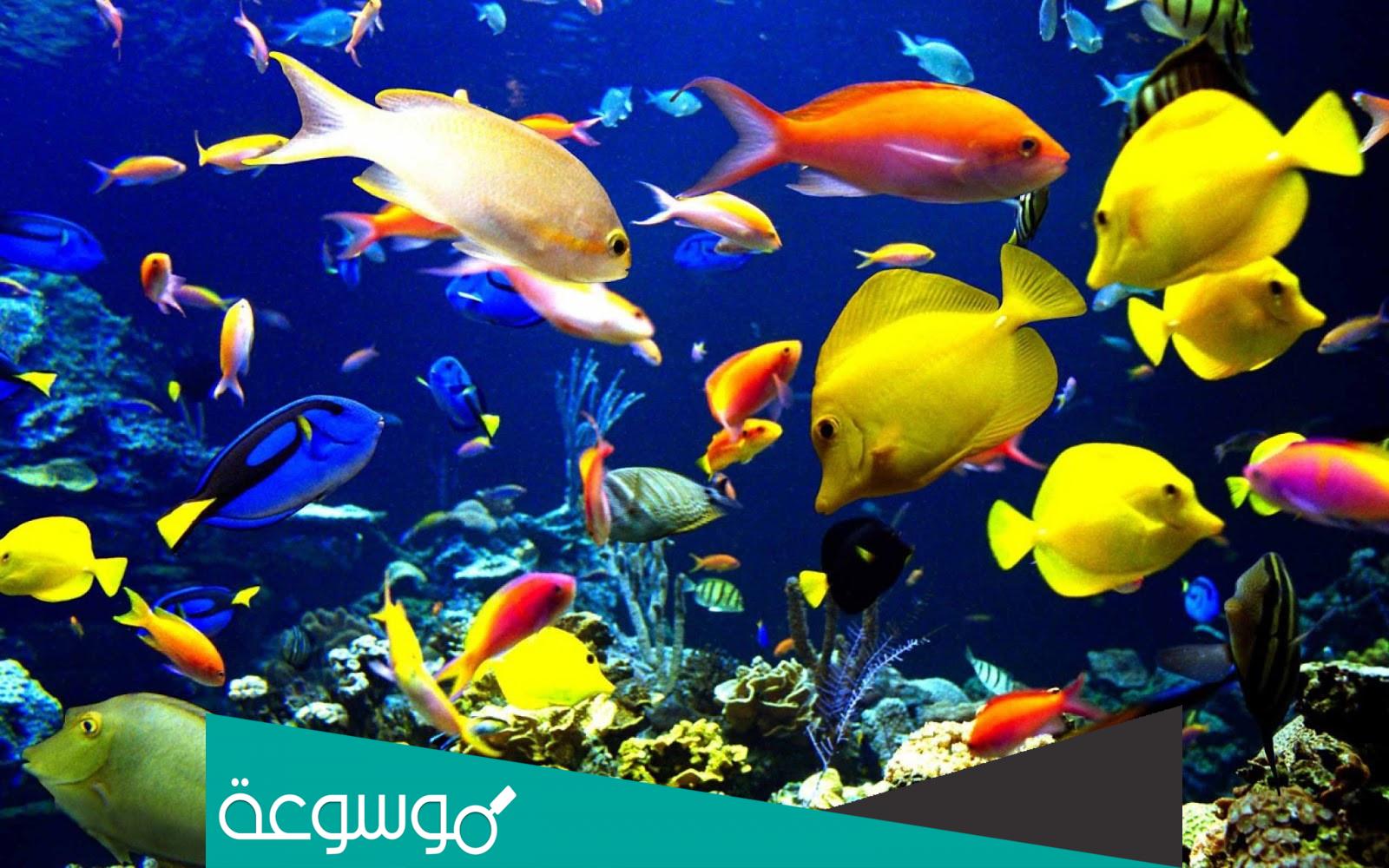 لماذا ينام السمك وعينيه مفتوحتان؟