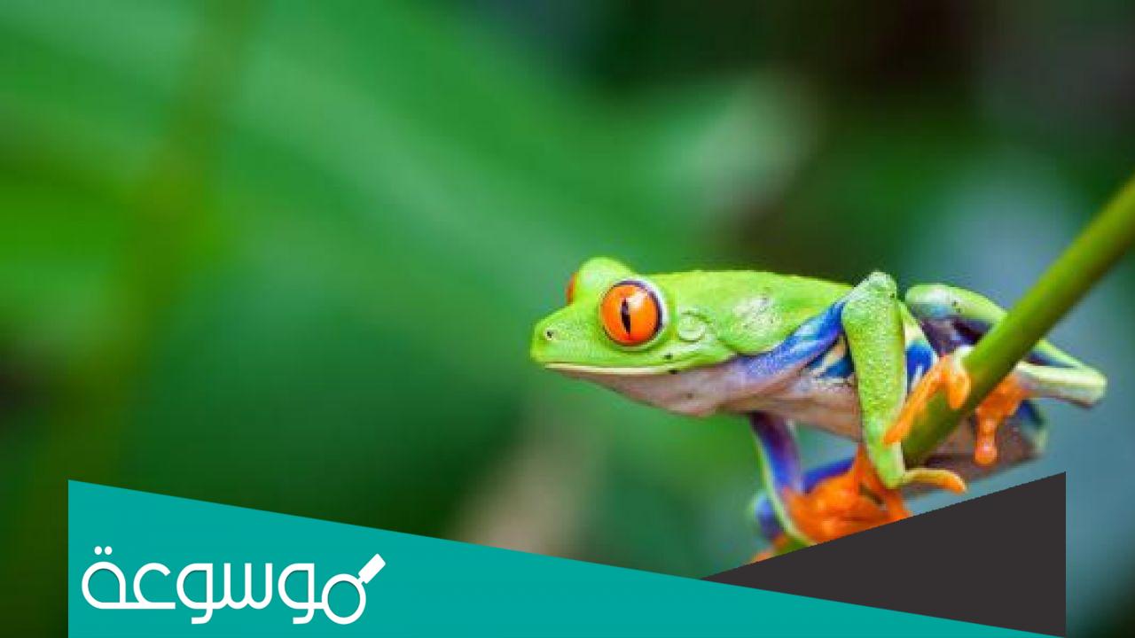 ما هو اسم ابن الضفدع ؟