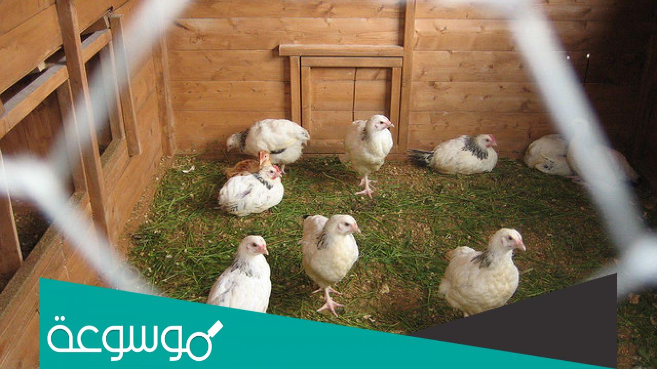 ما هو الاسم الذي يطلق على بيت الدجاج؟