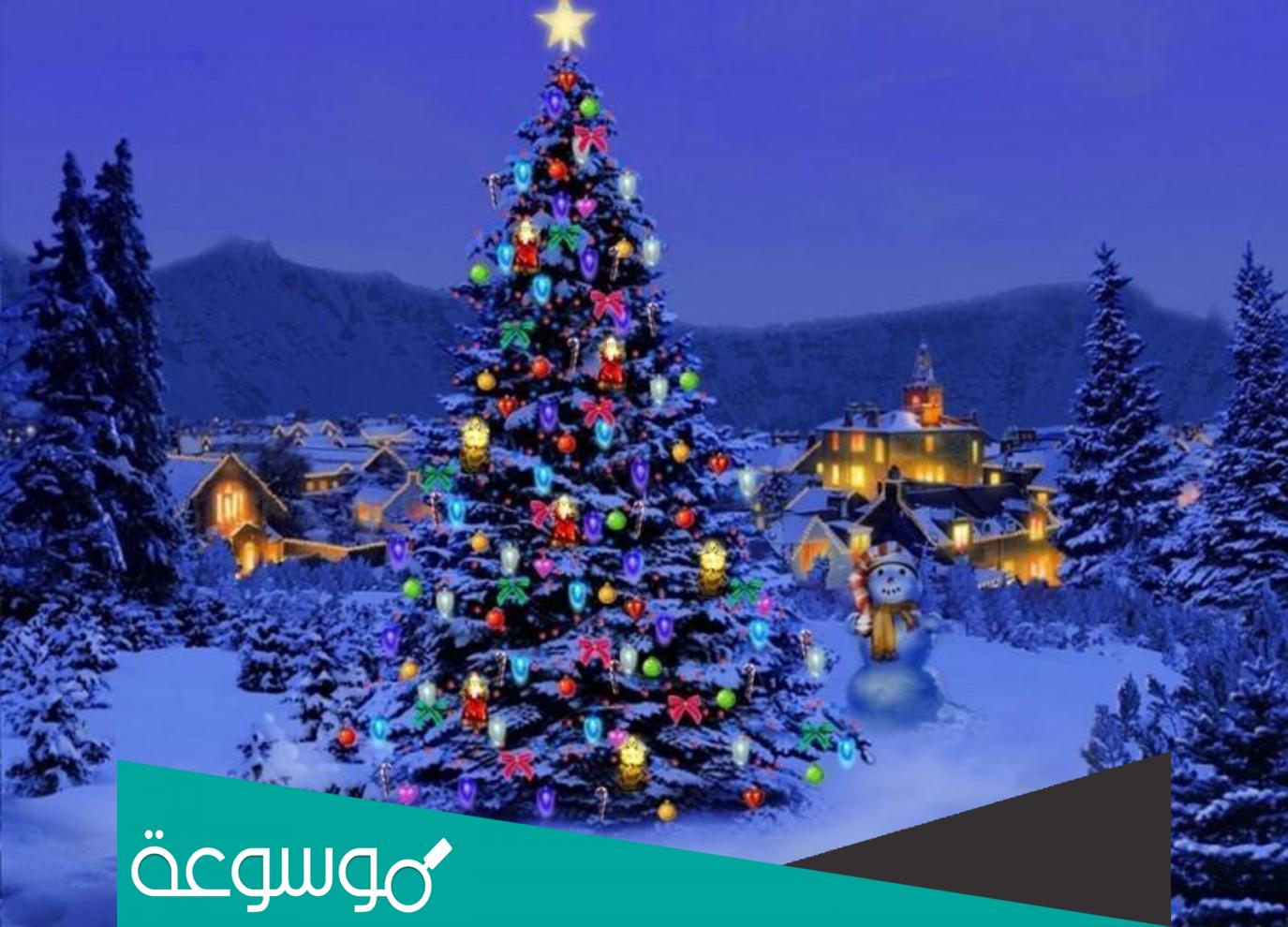 ما هو الاسم العلمى لشجرة عيد الميلاد