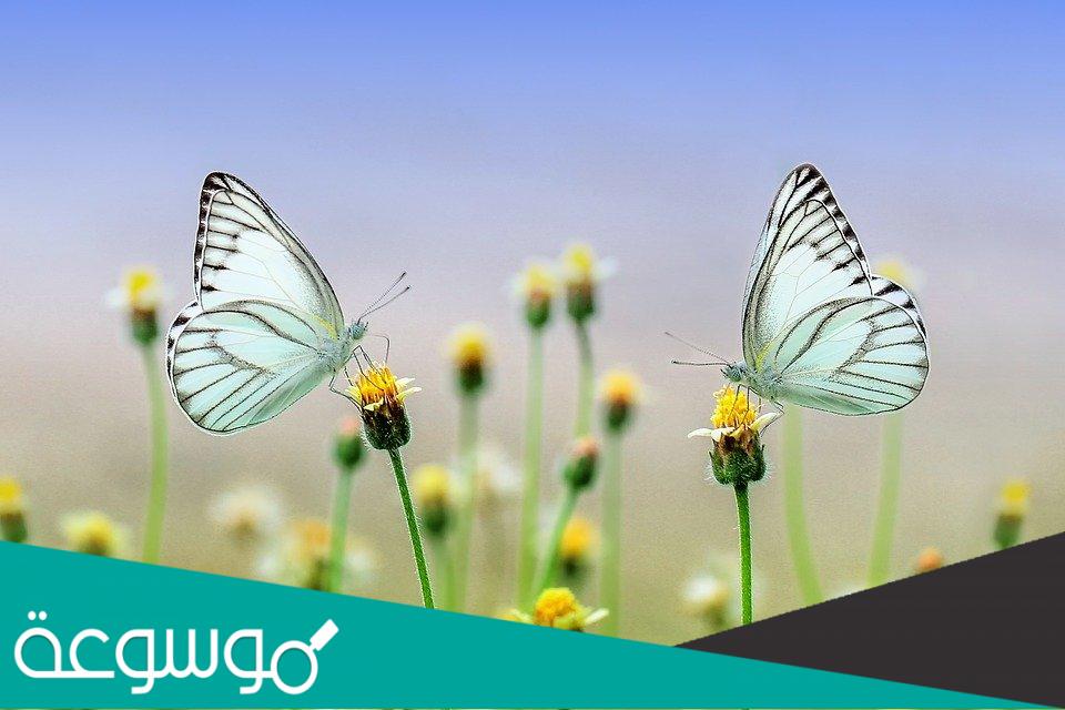 ما هي العوامل الحيوية؟