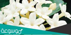 ما هي انواع زهور الياسمين