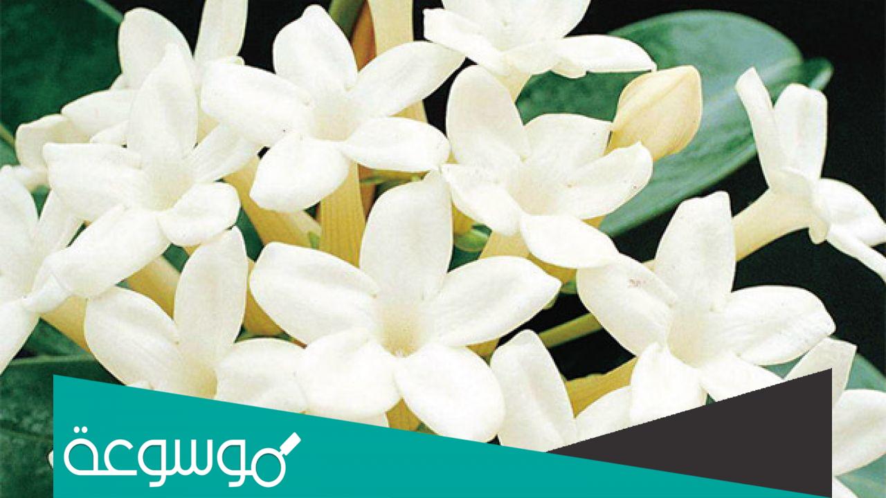 ما هي انواع زهور الياسمين