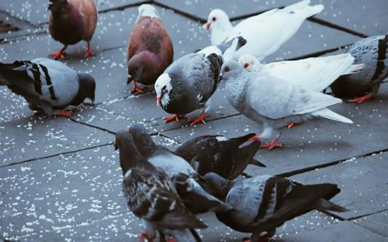 لماذا مربي الحمام لا تقبل شهادته