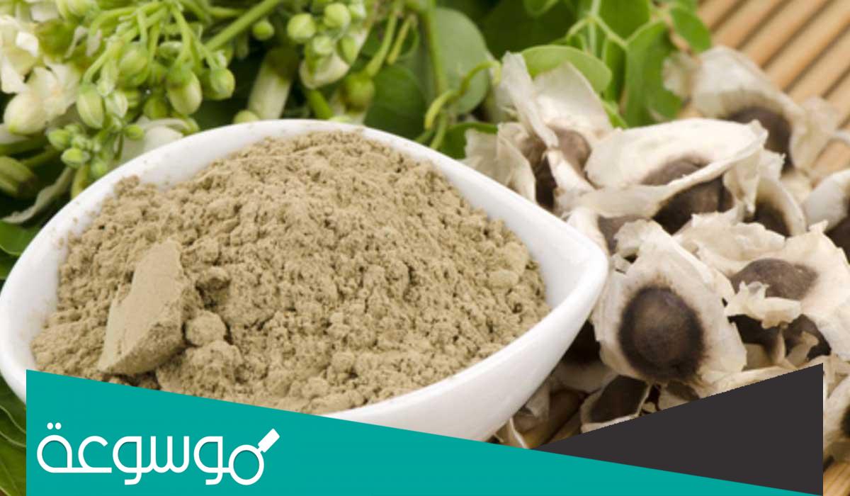 ما هي فوائد المورينجا للشعر ووصفات استخدامها