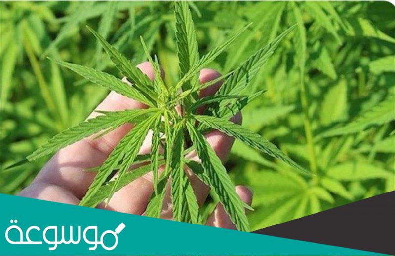 ما هي فوائد عشبة العلندا