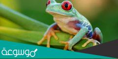 ماهو اسم صغير الضفدع