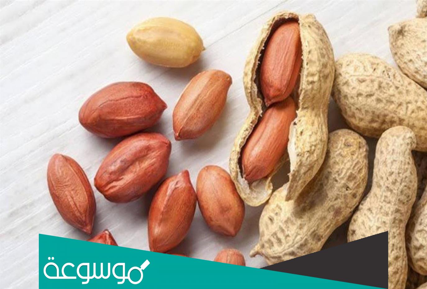 ماهي اكثر دولة انتاجا للفول السوداني